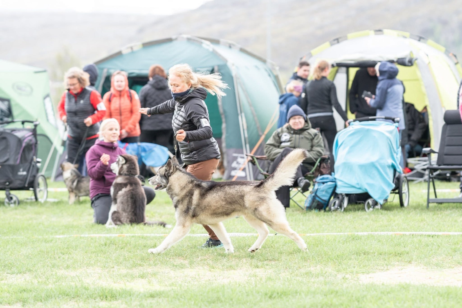 NO UCH Arctic Pearl`s Volcano Bjarki Foto: Vill foto 