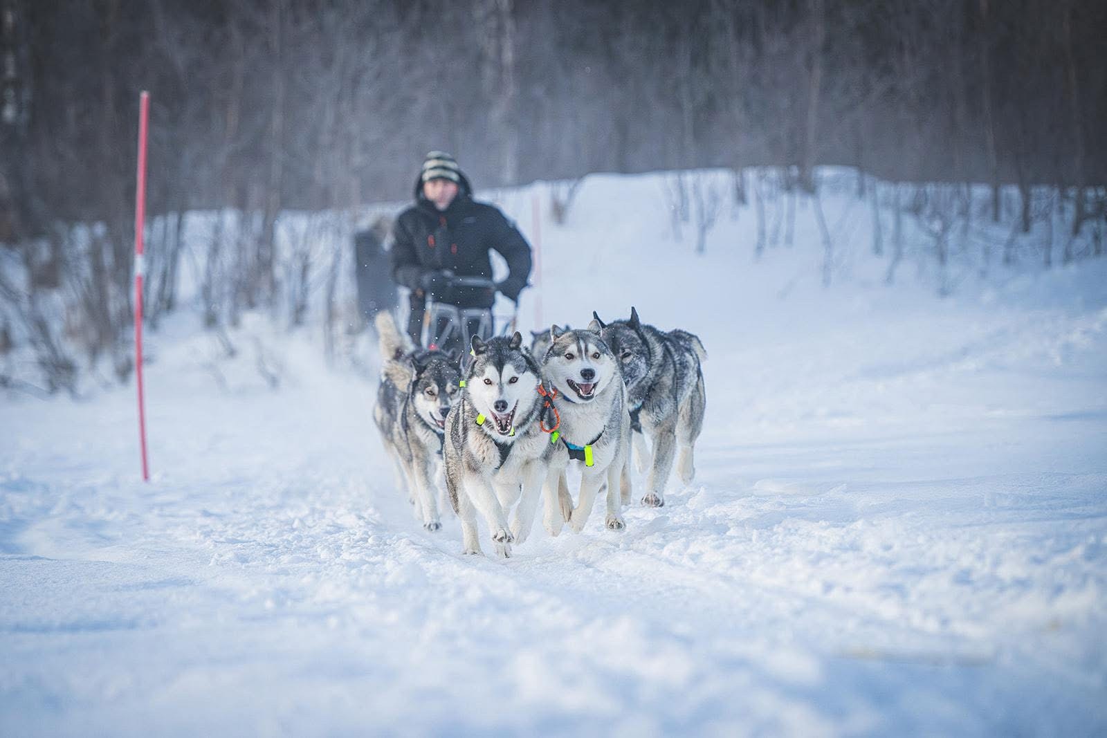 Valdis og Bjørk led Troms Quest 60 km. 5 plass av 15 startende. Gj.snitts fart 17,1