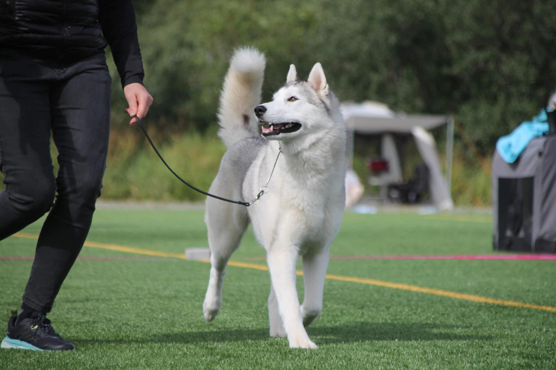 Arctic Pearl`s Whitney, F: 13.07.2020